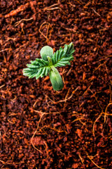 growing medical weed marijuana seedling cbd plant