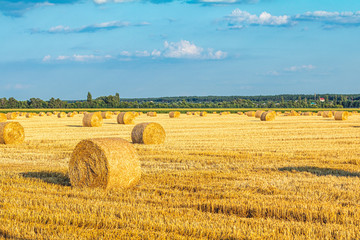 Circle of hay in the field, forest on the horizon