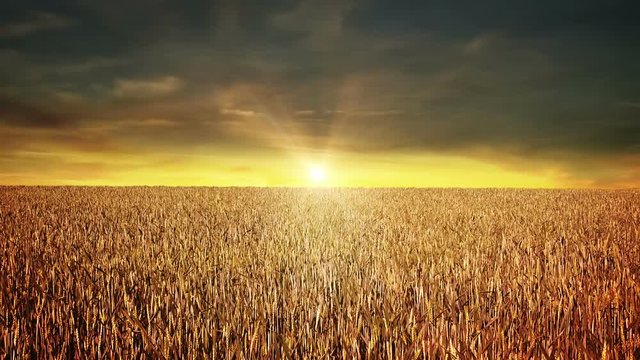 Grain field at sunset
