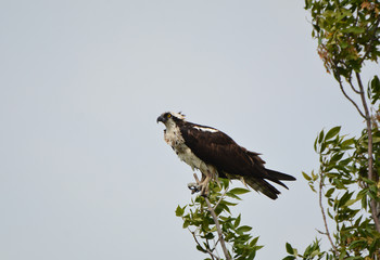 Osprey in tree