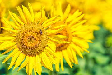 Close up the sunflowers in the field