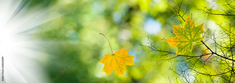 Wall mural image of autumn leaves and autumn tree