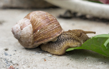 a snail on a stone surface is crawling to the green leaves
