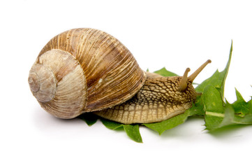 snail with green leaf isolated on white