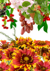  image of beautiful flowers and grapes