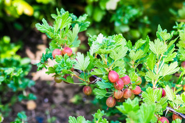 A branch of ripening gooseberrys shading green to red