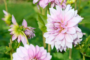 Obraz premium flowering dahlia in the garden