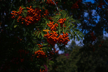 Obraz na płótnie Canvas Bunches of bright rowan on a branch on a blurred background