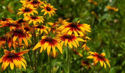 image of beautiful flowers in the garden in summer