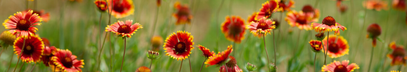 image of beautiful flowers in the garden in summer