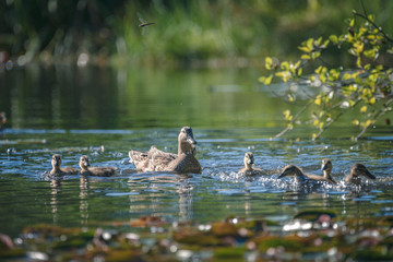 duck family on the pond