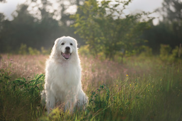 Lovely maremma sheepdog. Big white dog breed maremmano abruzzese shepherd sitting in the field at...