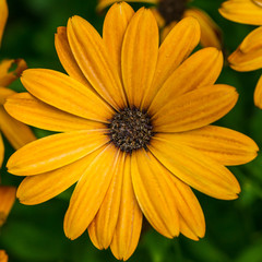 Orange Osteospermum