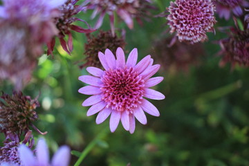 Pink Flower Close up 