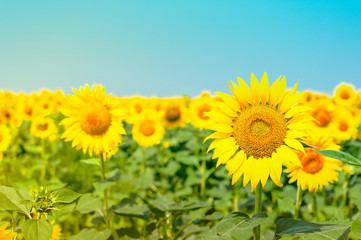 Fototapeta premium Sunflower natural background. Beautiful landscape with yellow sunflowers against the blue sky. Sunflower field, agriculture, harvest concept. Sunflower seeds, vegetable oil