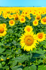 Sunflower natural background. Beautiful landscape with yellow sunflowers against the blue sky. Sunflower field, agriculture, harvest concept. Sunflower seeds, vegetable oil