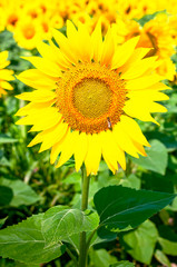 Fototapeta premium Sunflower natural background. Beautiful landscape with yellow sunflowers against the blue sky. Sunflower field, agriculture, harvest concept. Sunflower seeds, vegetable oil