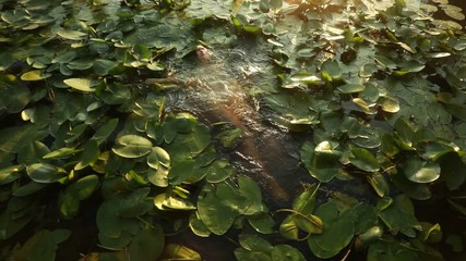 Young woman in a transparent dress bathes in the lake among the leaves of yellow water-lily. Backlight.