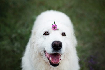 happy maremma sheepdog. Big white fluffy dog breed maremmano abruzzese shepherd with clover flower sitting in the field