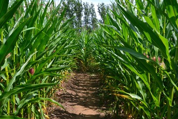 A corn maze or maize maze - maze cut out of a corn field. Narrow path inside a corn maze. Footpath...