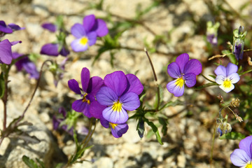 Violets in the High Tatras