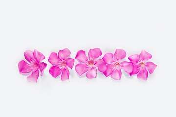 natural small pink oleander flowers on a white background