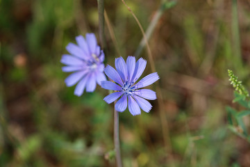 Makro einer blauen Bergblume in der Sonne