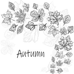 banner leaves autumn graphic vector illustration background