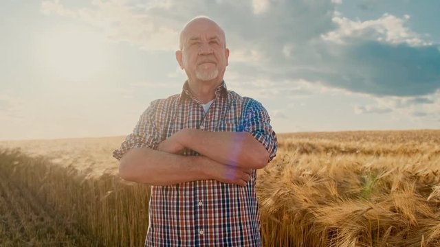 Portrait of the old Caucasian man farmer in the plaid shirt crossing his hands in front of him while standing in his half harvested wheat field.