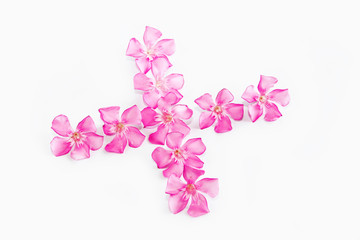 natural small pink oleander flowers on a white background
