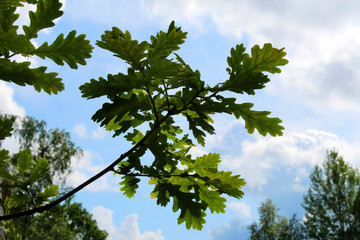 Branches and green leaves of oak on a background of blue sky and trees around
