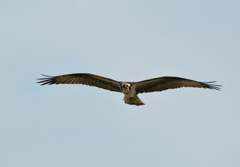 Osprey in flight
