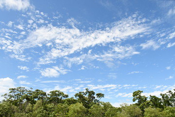 Fototapeta premium 北海道石狩 草原1
