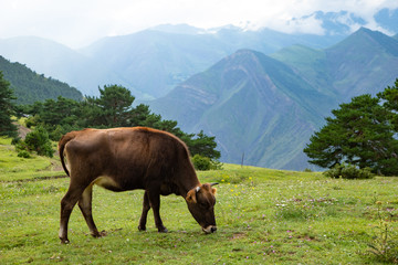 Fototapeta na wymiar Cow graze in the mountains on a green Alpine meadow pasture.