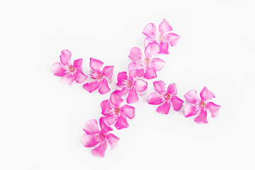 natural small pink oleander flowers on a white background