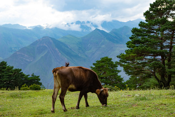 Fototapeta na wymiar Cow graze in the mountains on a green Alpine meadow pasture.