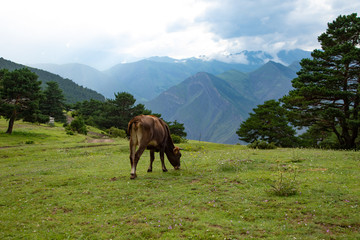 Obraz premium Cow graze in the mountains on a green Alpine meadow pasture.