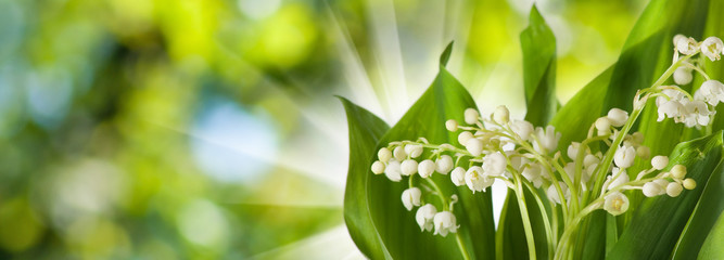 image of beautiful spring flowers of lily of the valley in the garden on blurred green background.Lilies of the valley are the first flowers in May