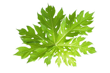 Papaya leaf isolated on white.  clipping path