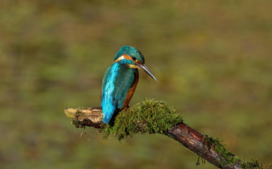 An adult male kingfisher (alcedo atthis) perched on a branch over a pond at my local nature reserve in Cardiff, Wales, UK