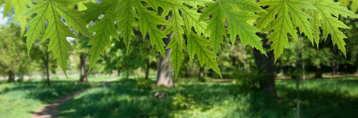 Image of a lot of trees in the summer forest.