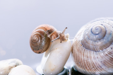 Macro beautiful forest wild snail sits on a large shell spiral on water with stones and reflection
