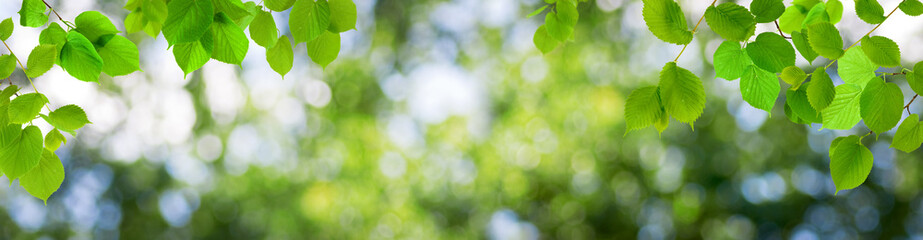 Trees in the summer forest. Horizontal image