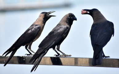 Crow with meat in its mouth being watched by two other crows
