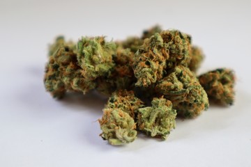 Close op of some marihuana cannabis buds white background. 