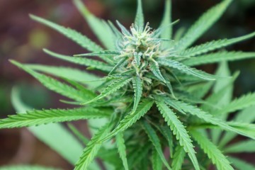 close up of a marihuana cannabis plant growing outside