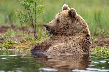 Brown Bear resting in lake