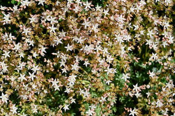 Tiny white flowers of alpine plant in nature.