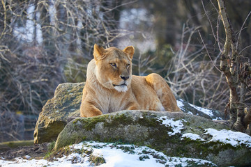 Watchful lioness surveys the surroundings.