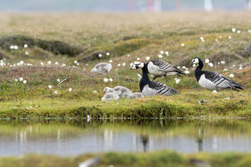 Barnacle goose family resting on in the arctic